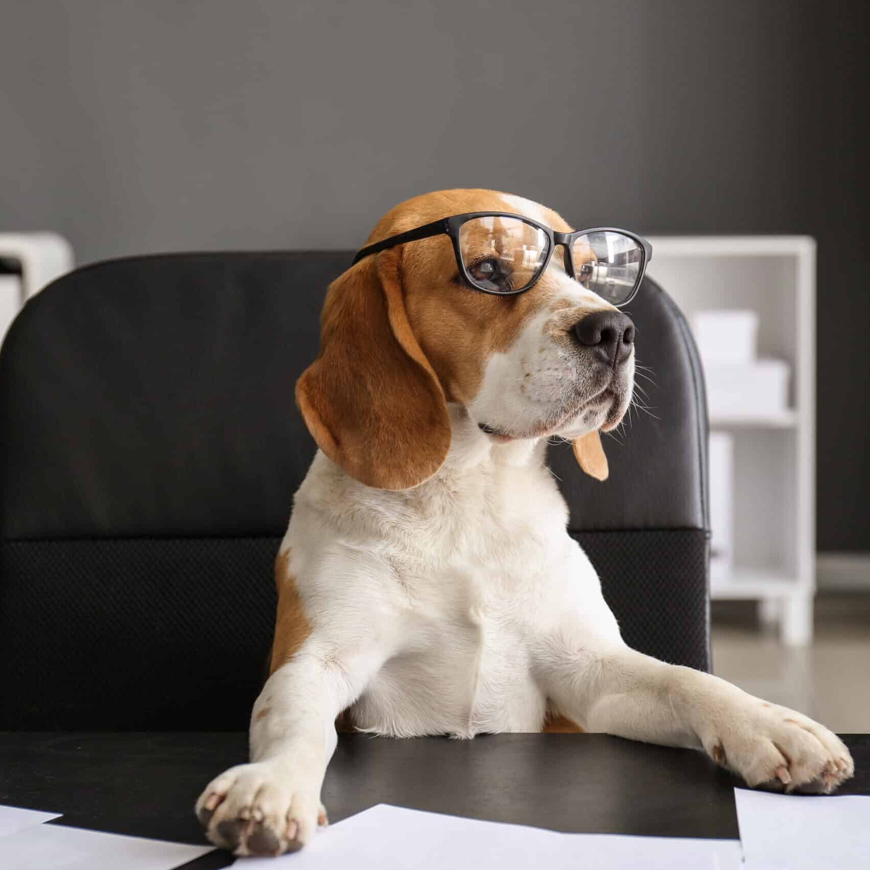 Cute funny dog with eyeglasses sitting at workplace in office
